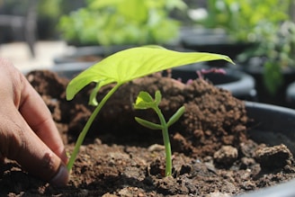 a hand holding a seedling in a pot
