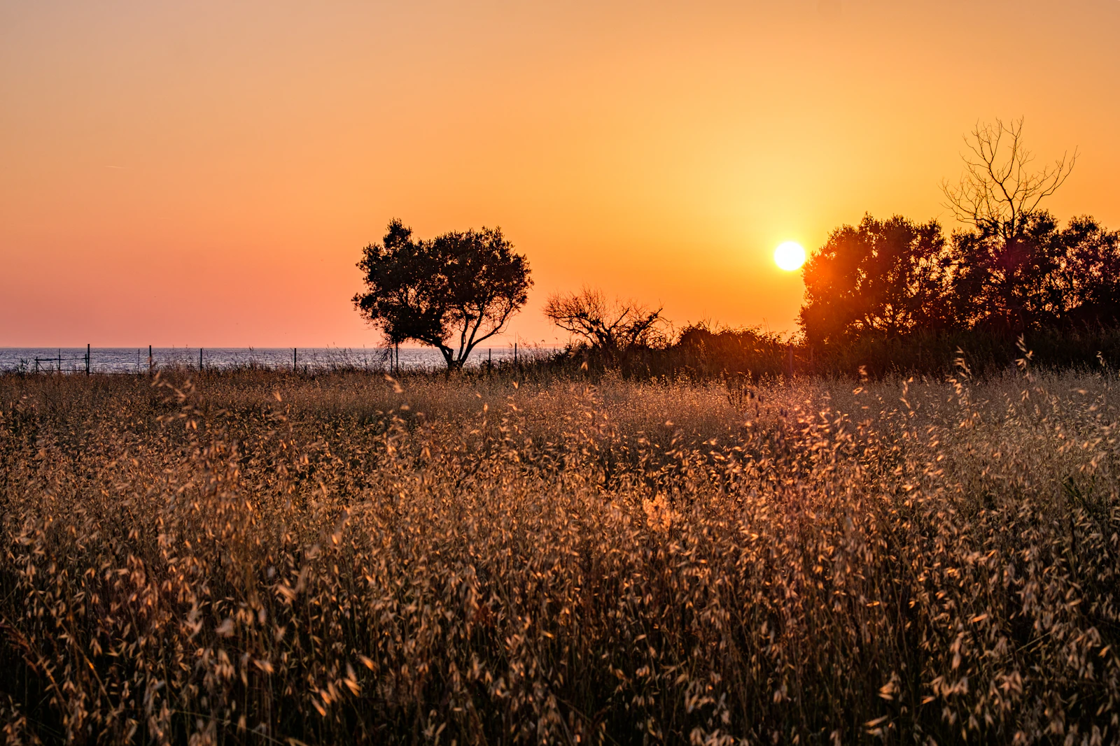 Low sun burning through a field of dry grass heads beside a lone tree, the sky washed orange