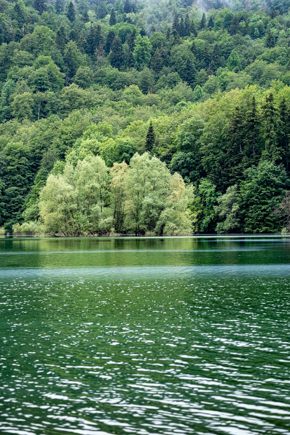 a body of water with trees around it