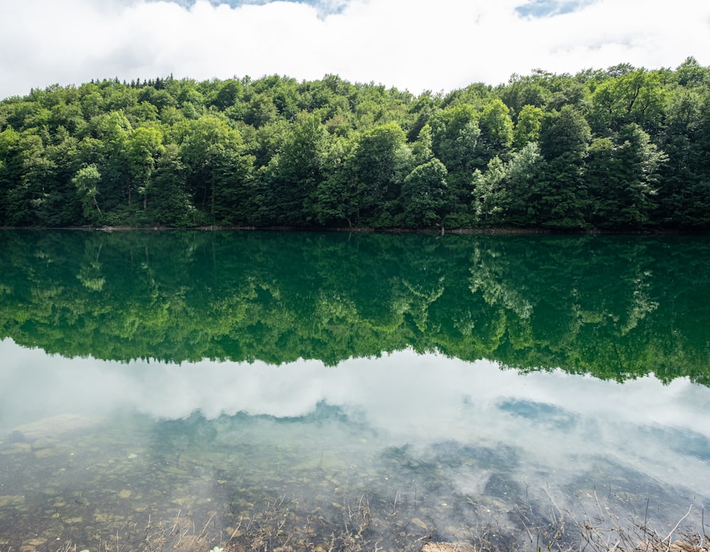 a body of water with trees in the back