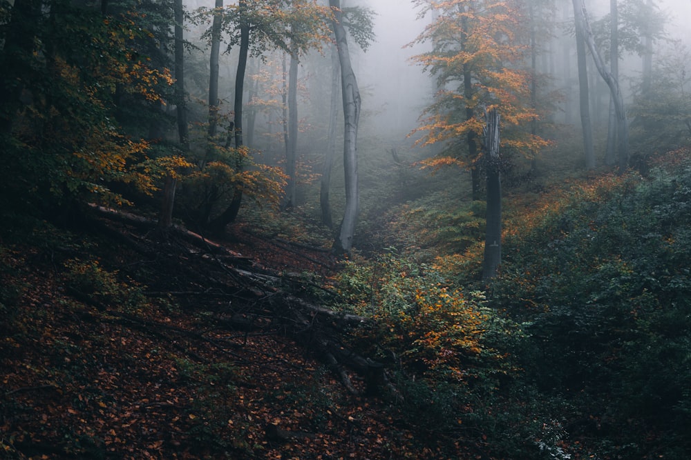 a foggy forest with trees and bushes