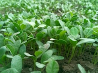 A close-up view of young green seedlings emerging from the soil, densely packed together, with fresh, vibrant leaves reaching upward. The background also consists of more seedlings, giving a sense of a lush, healthy garden or farm.