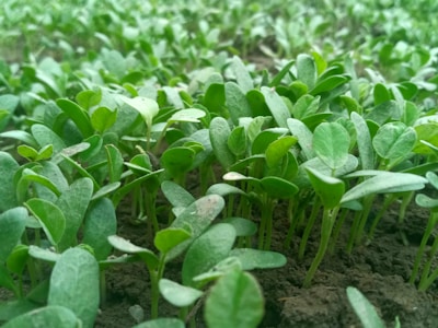A close-up view of young green seedlings emerging from the soil, densely packed together, with fresh, vibrant leaves reaching upward. The background also consists of more seedlings, giving a sense of a lush, healthy garden or farm.