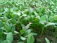 Close-up of vibrant green seedlings emerging from rich soil in a sunny garden bed.