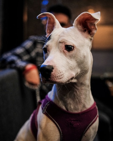A white dog wearing a purple harness sits in a dimly lit room, with a person blurred in the background. The dog has a focused expression, with its ears perked up.