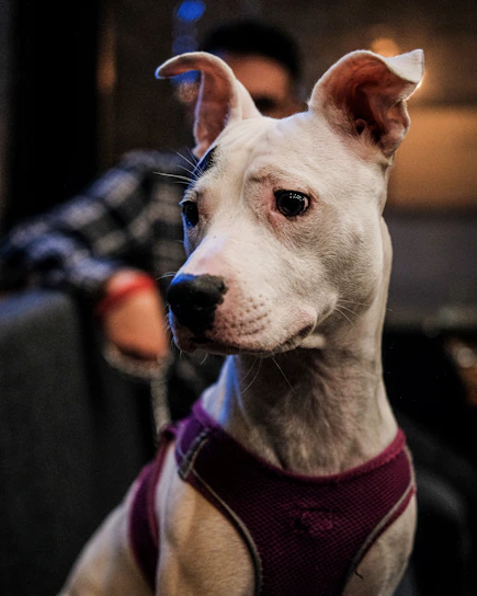 A focused dog trainer gently guiding a happy dog in a calm, dark-themed training room.