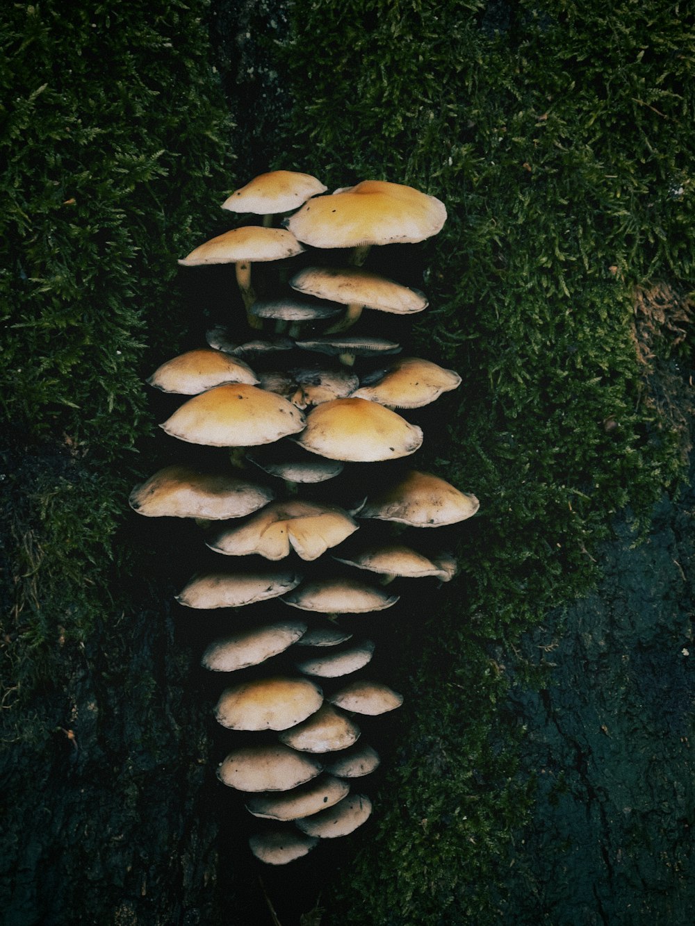 a group of mushrooms growing in a tree