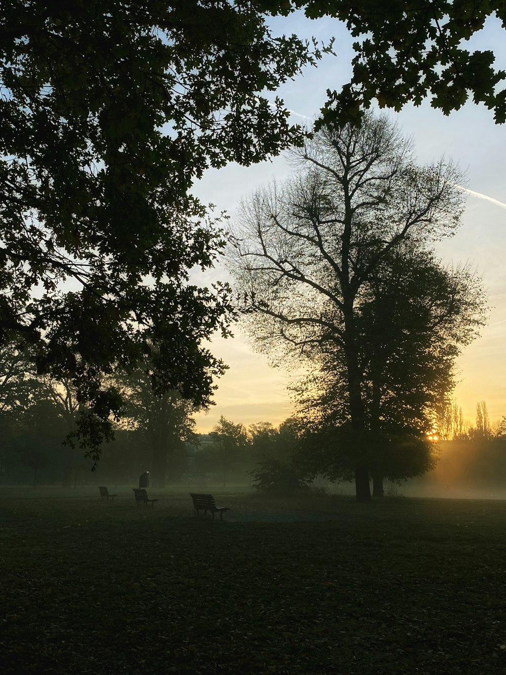 a park with trees