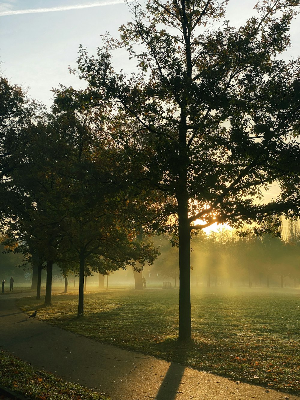 a group of trees in a park