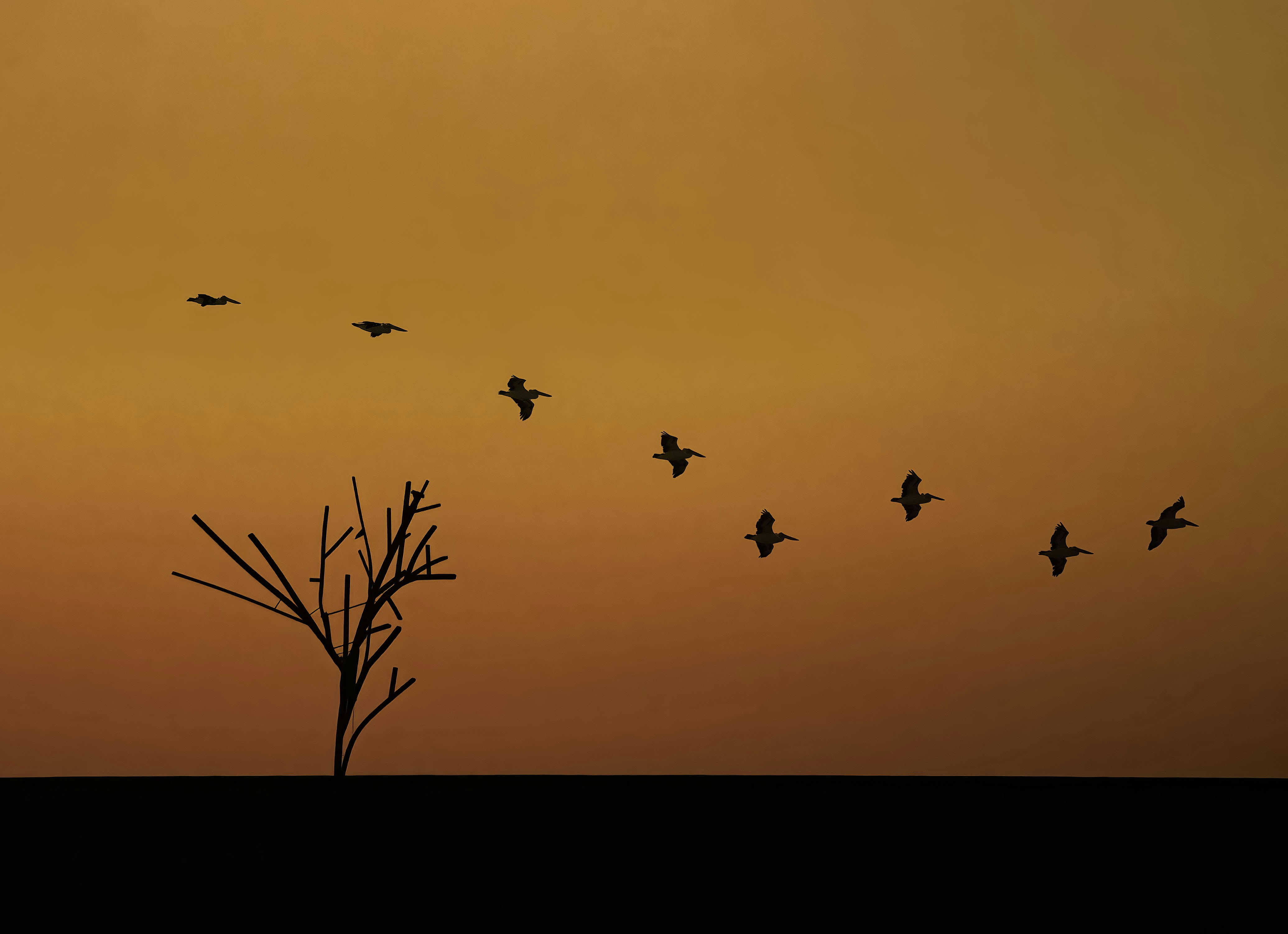 LIVE THING: WEEK NINE PREGAME HANGOUT