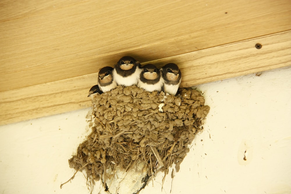 a group of baby birds in a nest