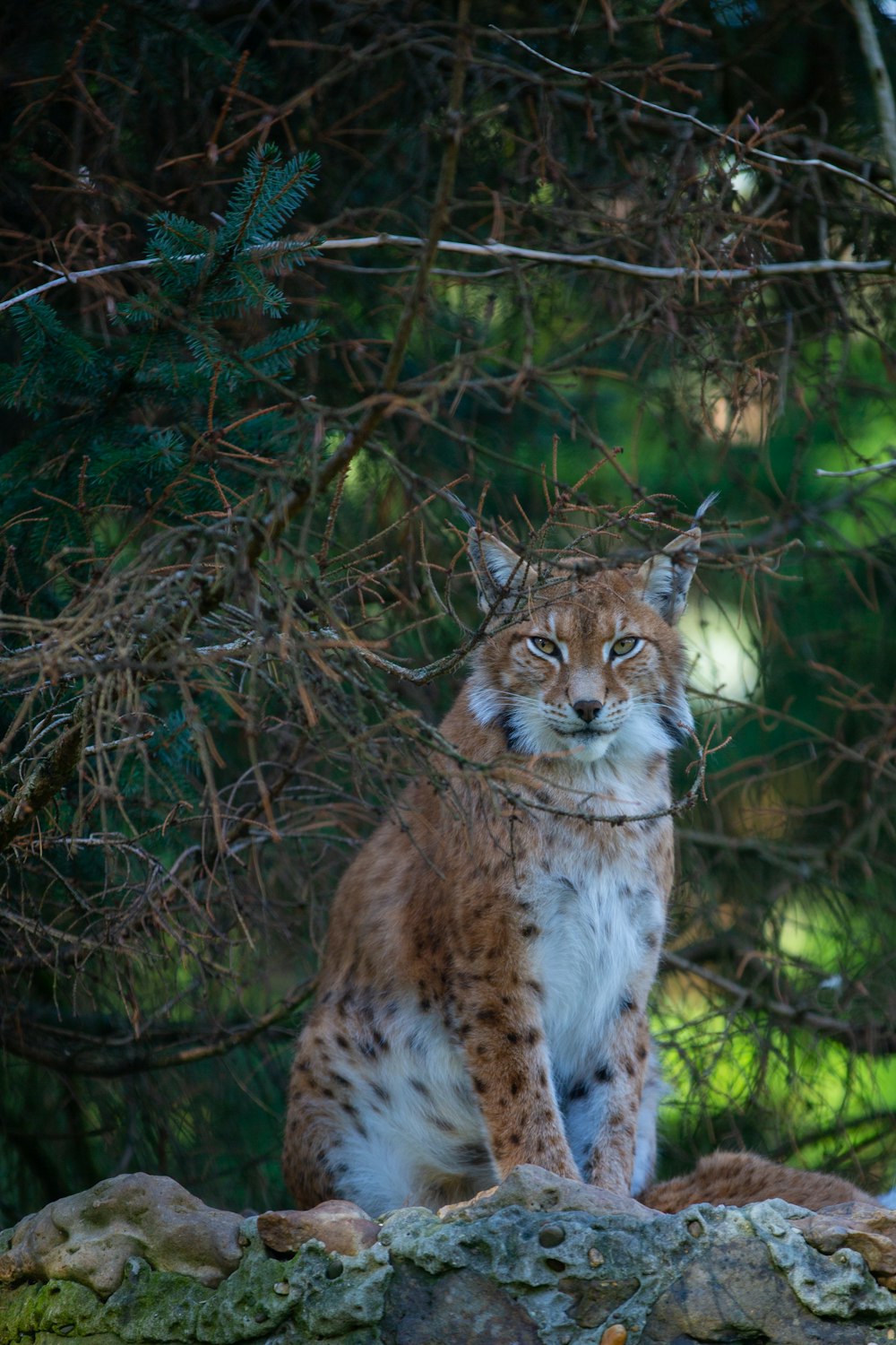 a wild cat sitting on rocks