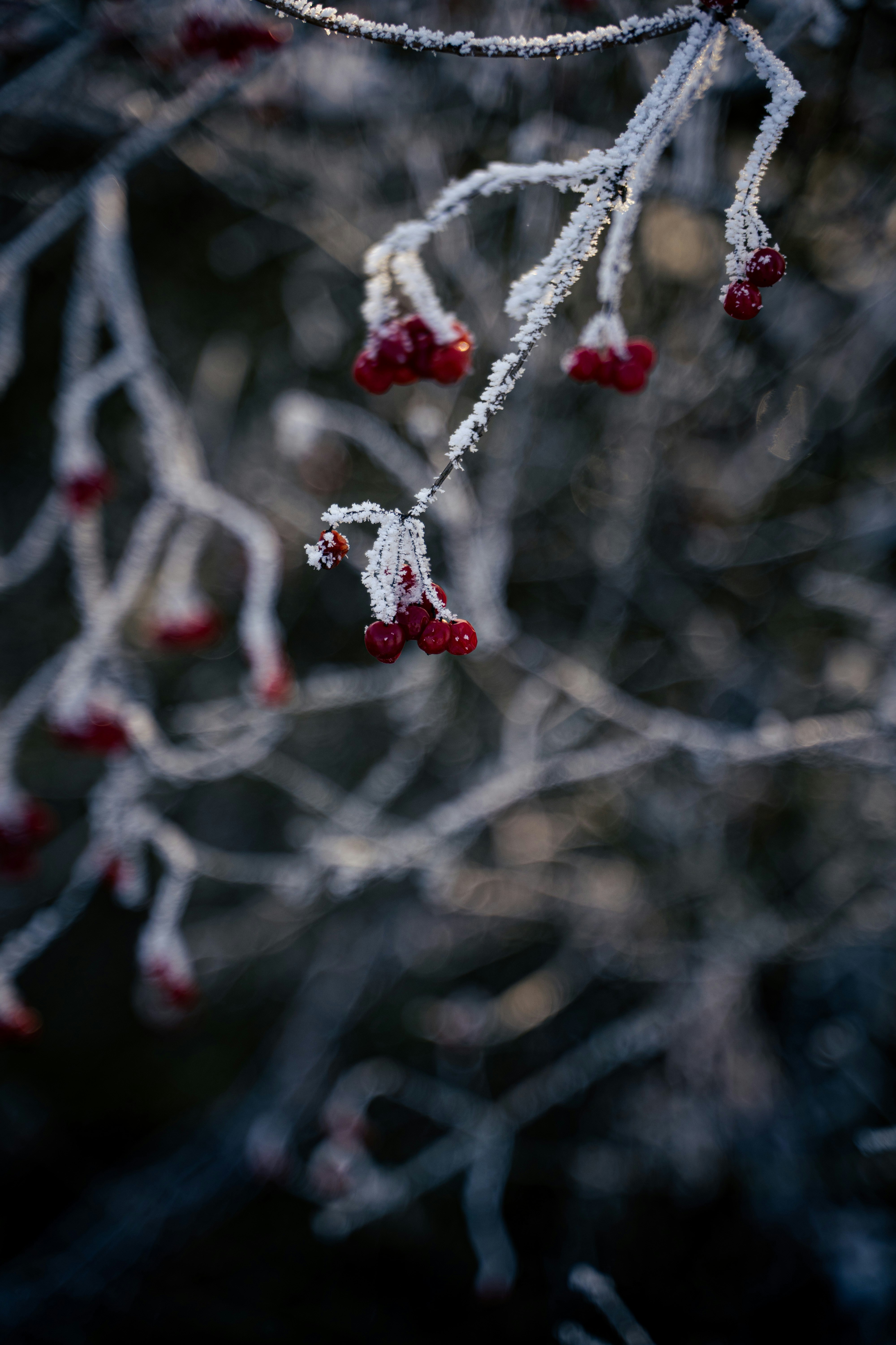 Photo by niksch
