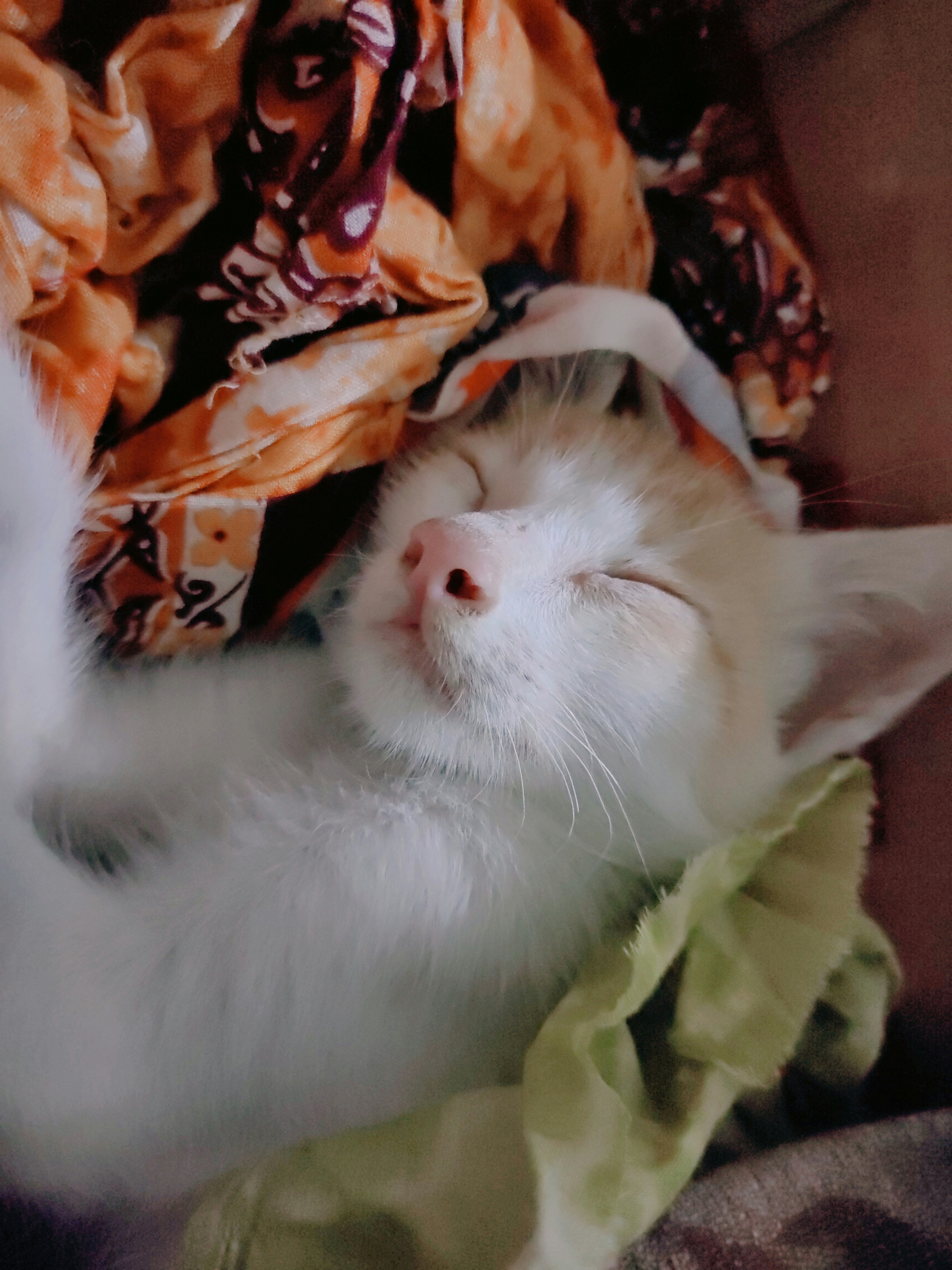 Eine Katze schläft auf einer Decke