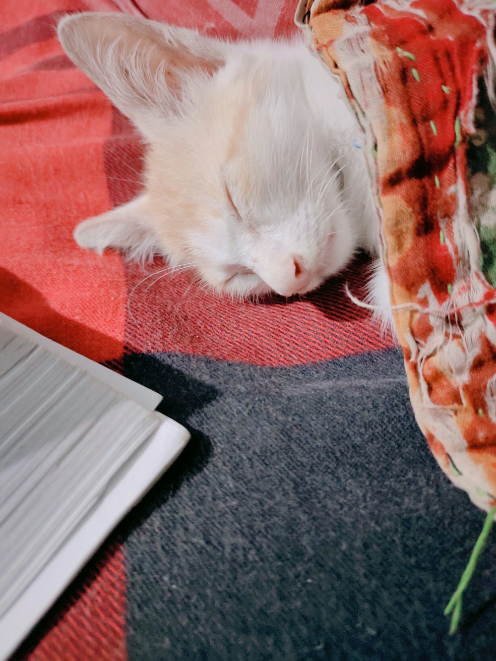 a cat sleeping on a carpet
