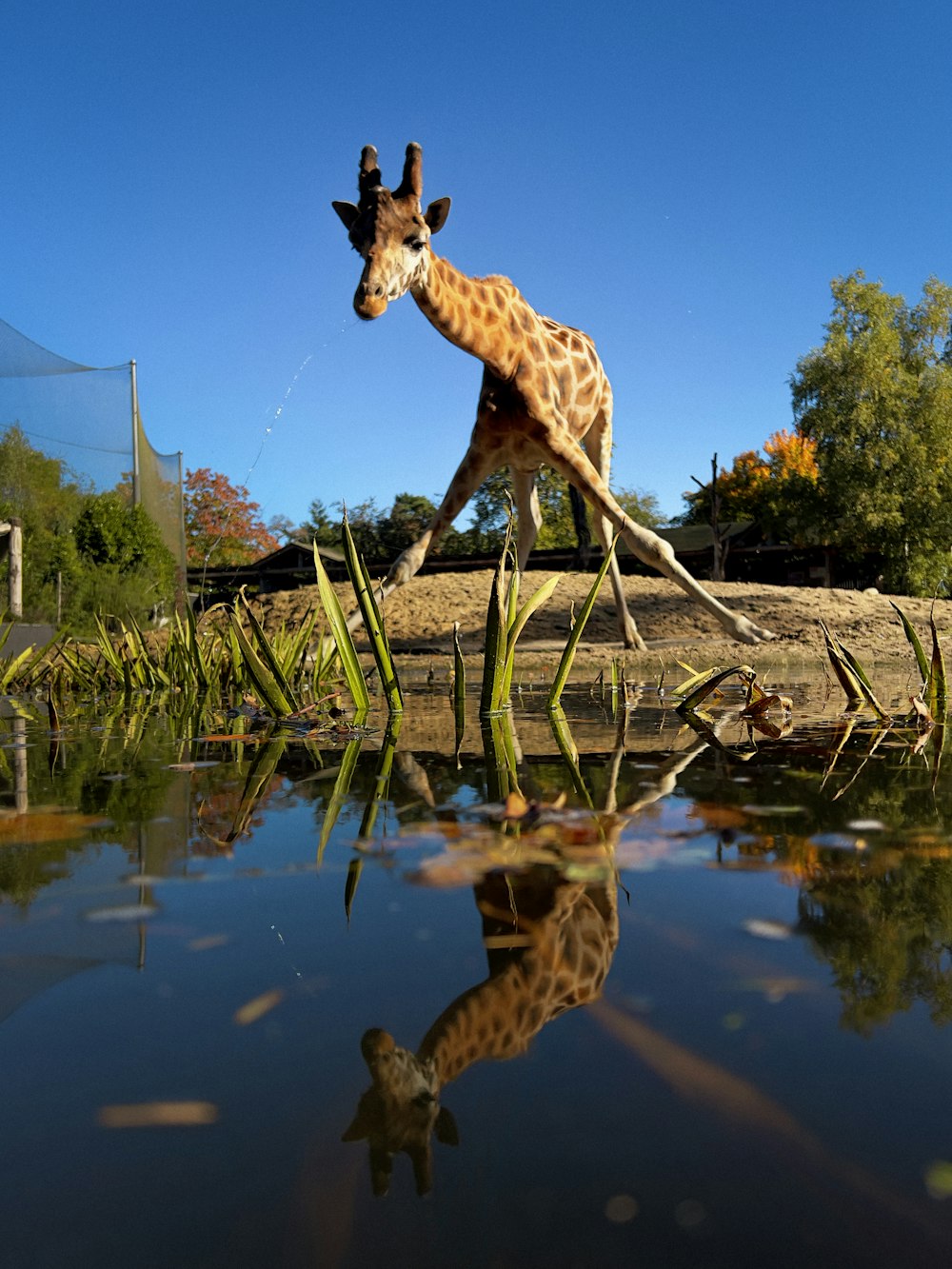 a giraffe standing in water