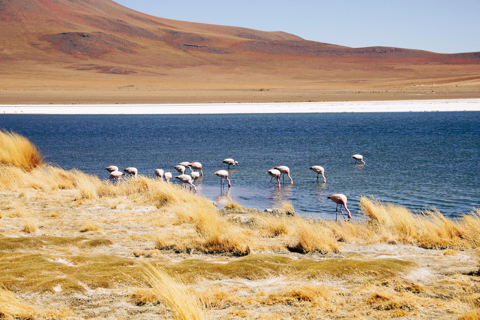 Aves en agua y paisaje de sal en el salar de Uyuni, Bolivia