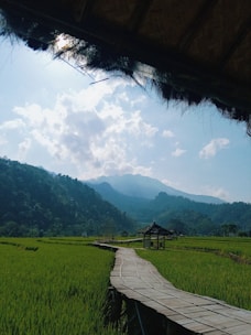 A serene path in the Vietnamese countryside ideal for slow travel and nature retreats.
