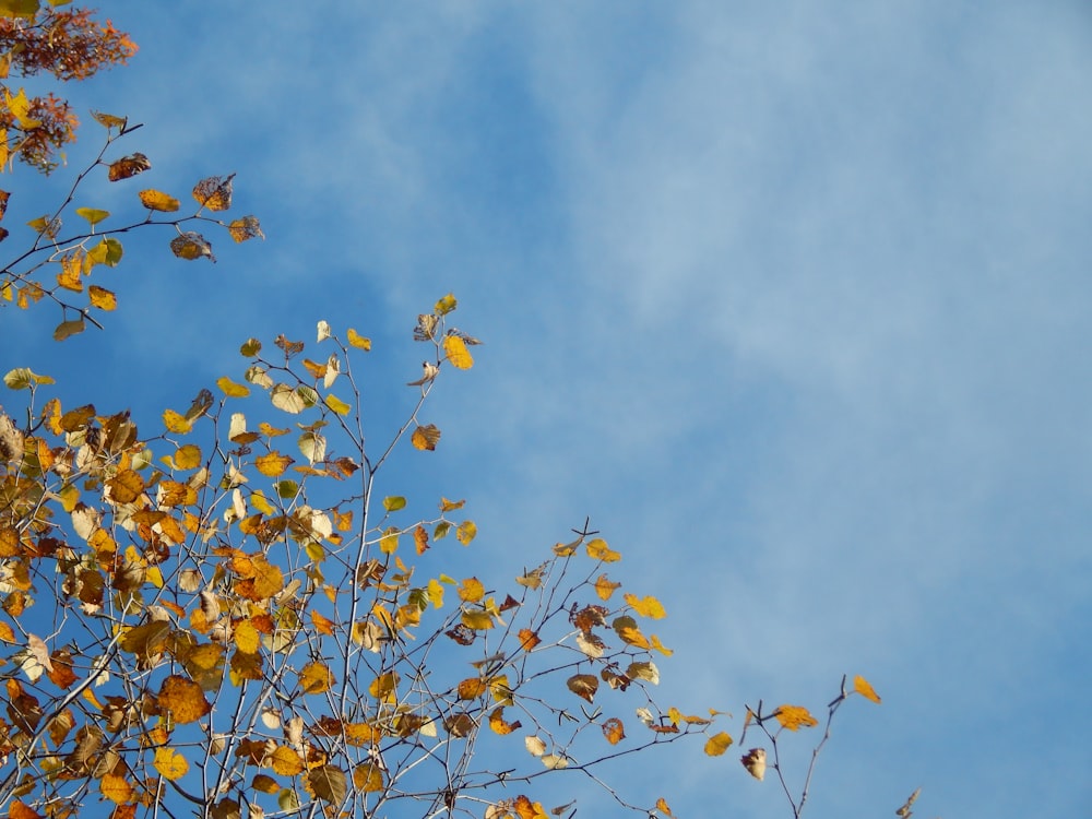 a tree with yellow flowers