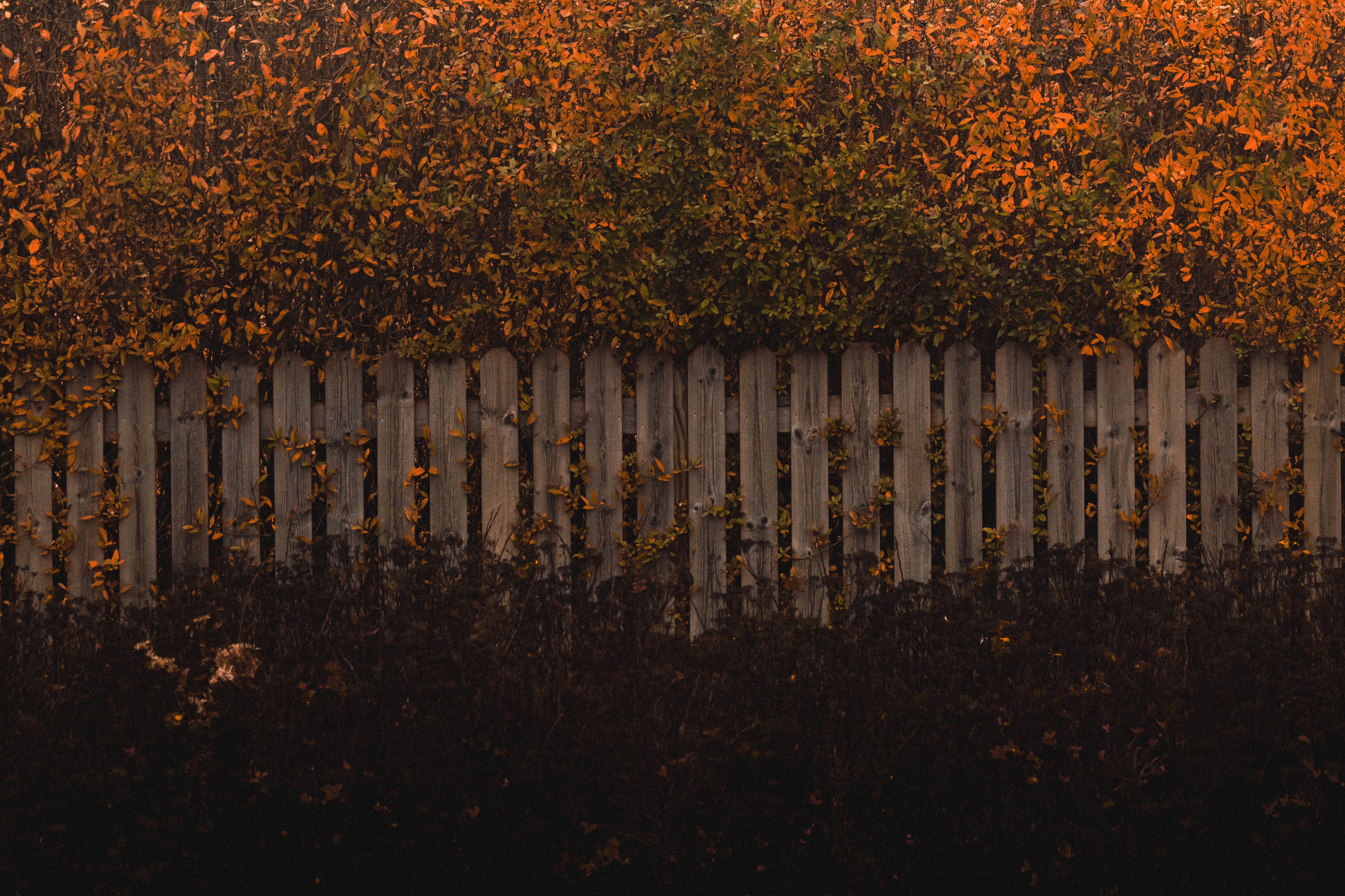 pagar dengan pepohonan di latar belakang