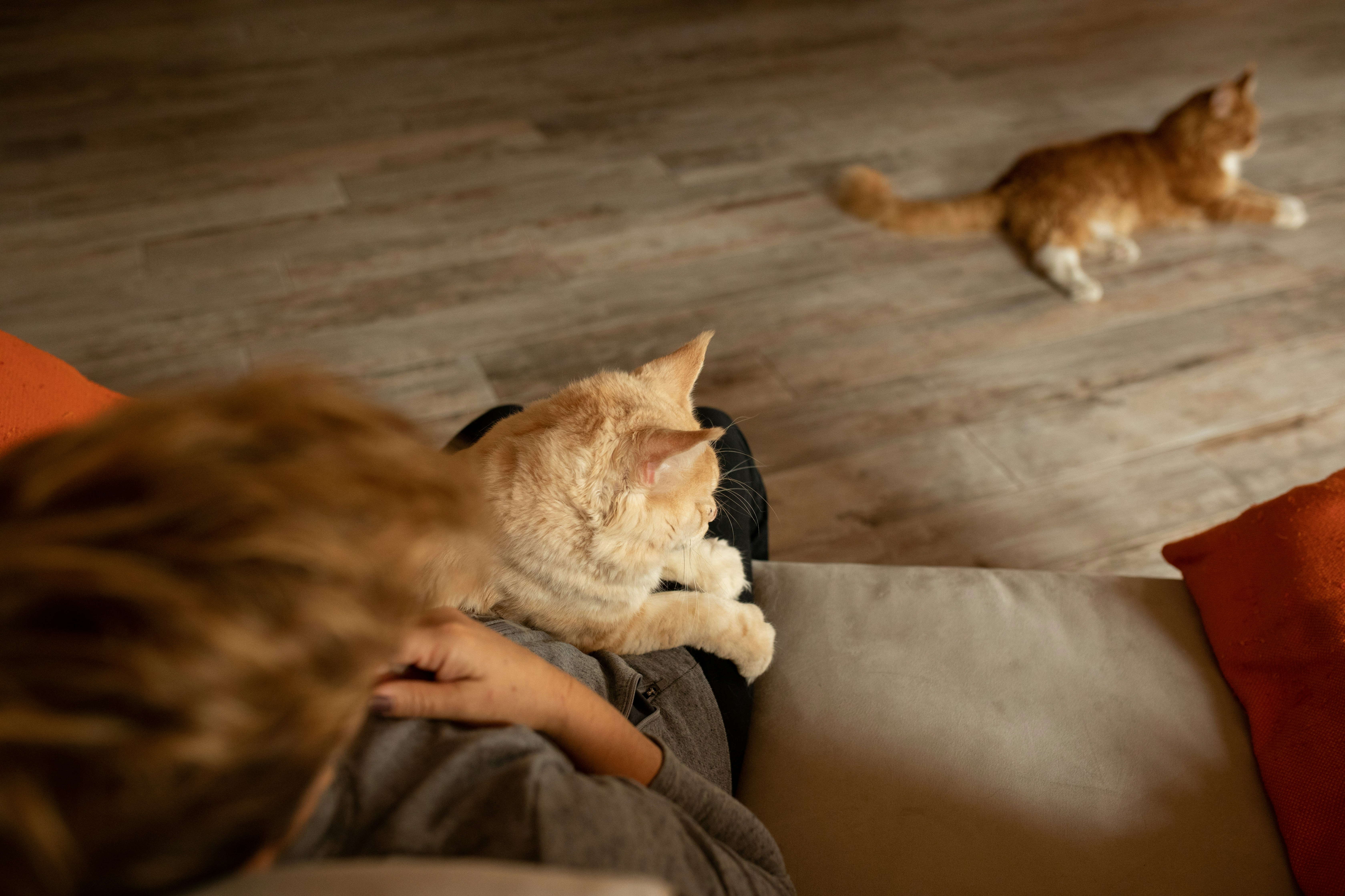 ## 寵物友善？小心踩雷！90%飼主都不知道的真相！