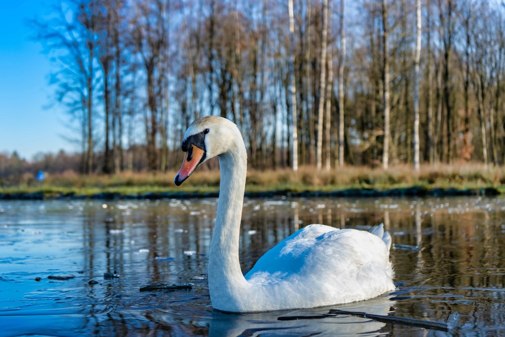 a white swan in a lake