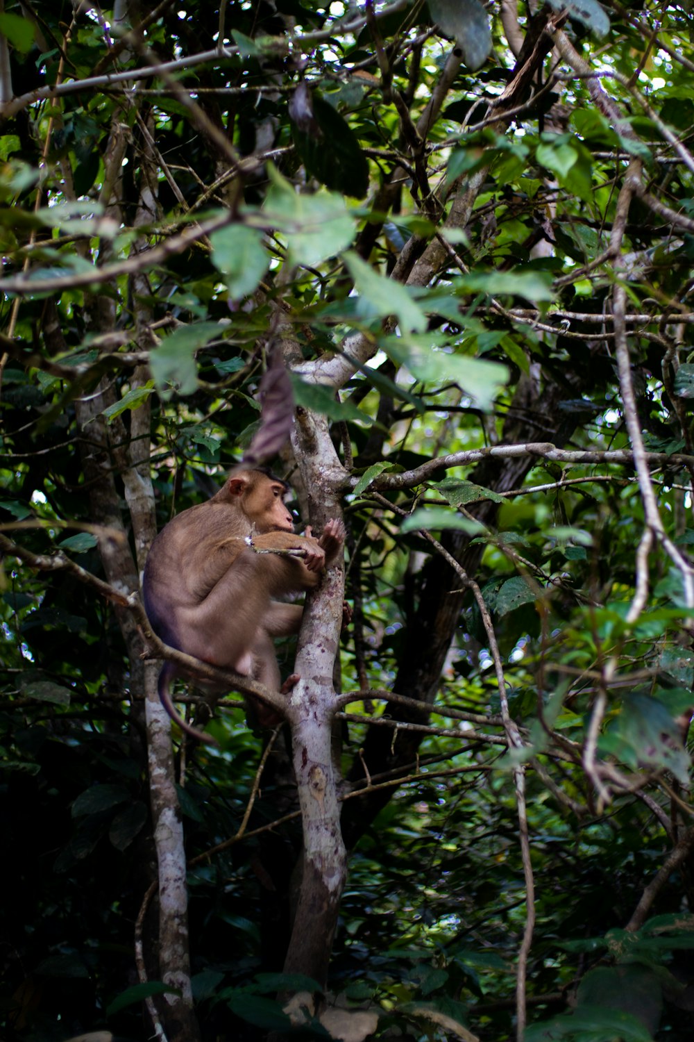 a monkey in a tree