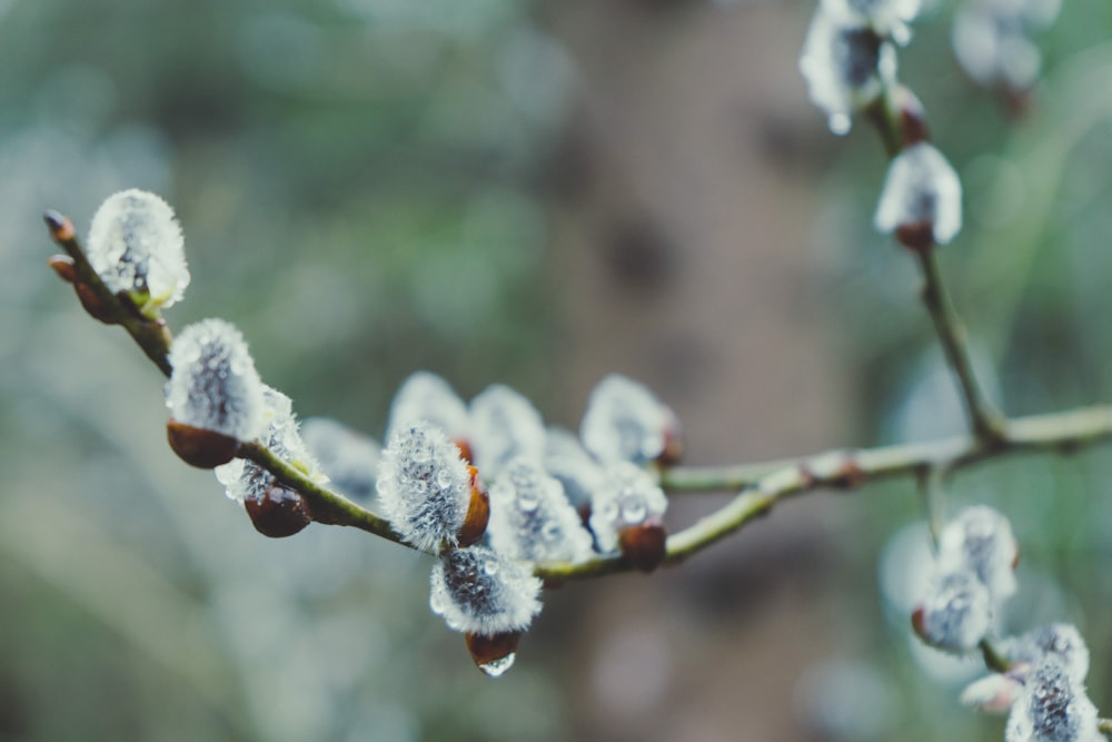 a close up of a flower