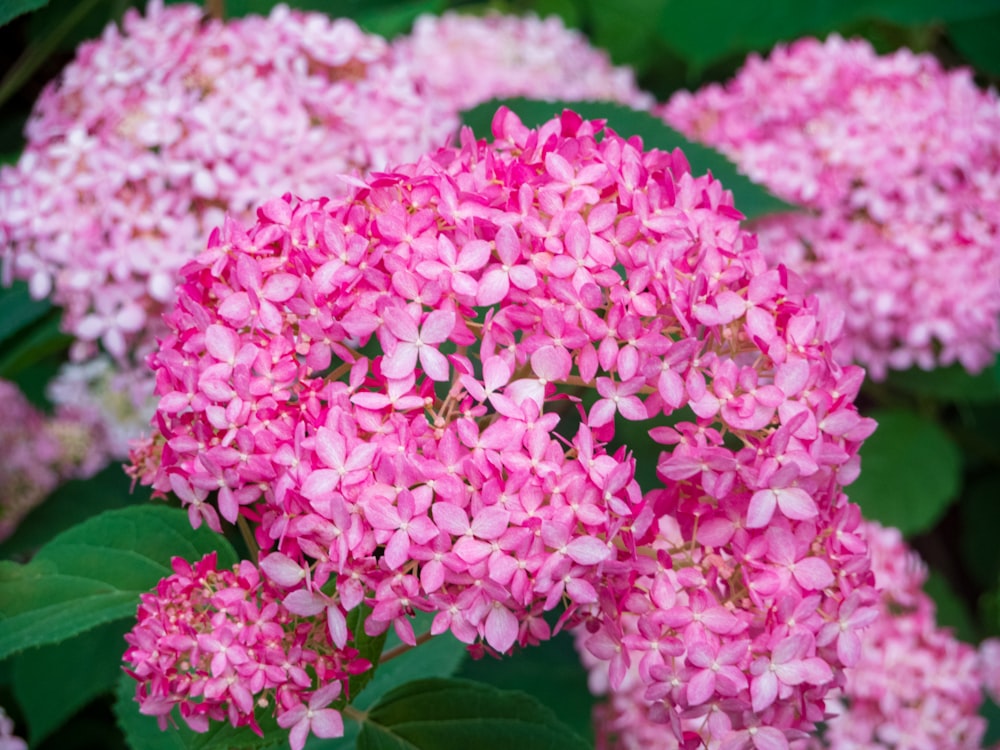 a group of pink flowers