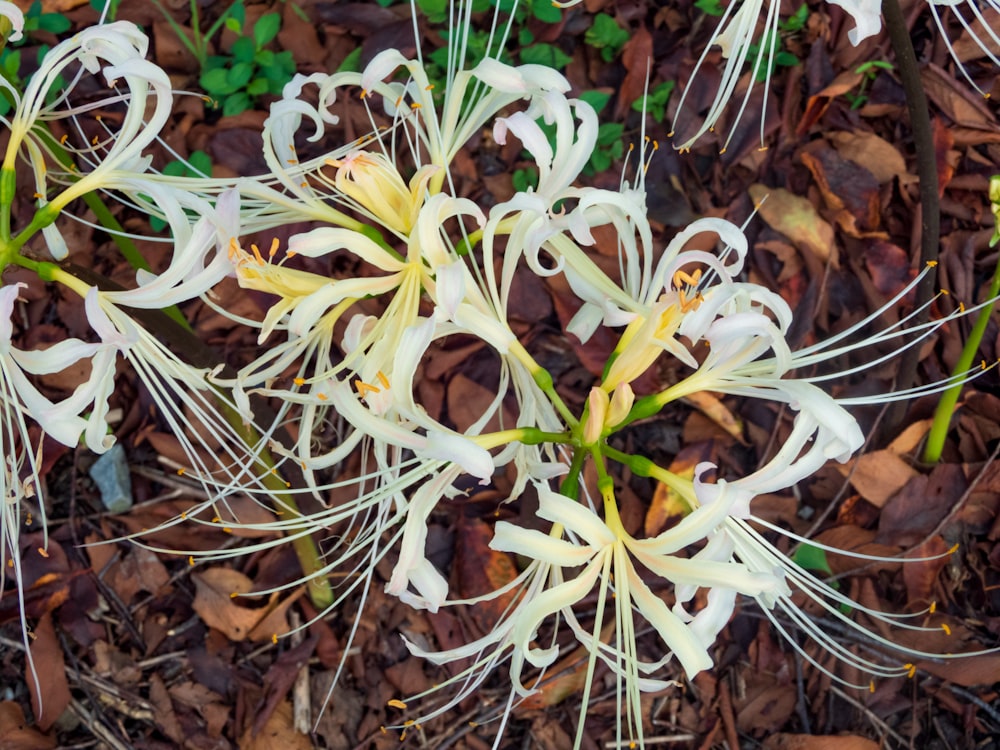 a close up of a plant