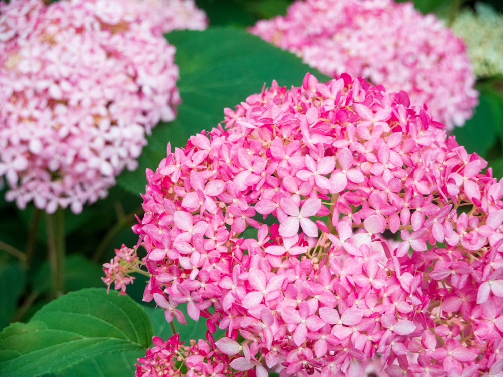 a group of pink flowers