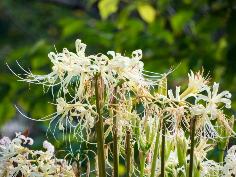 a close up of white flowers