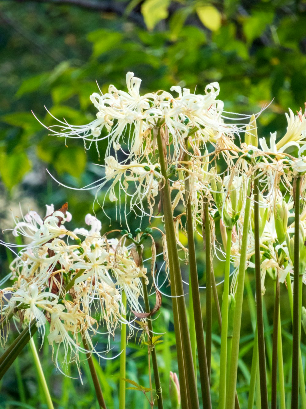 いくつかの花のクローズアップ