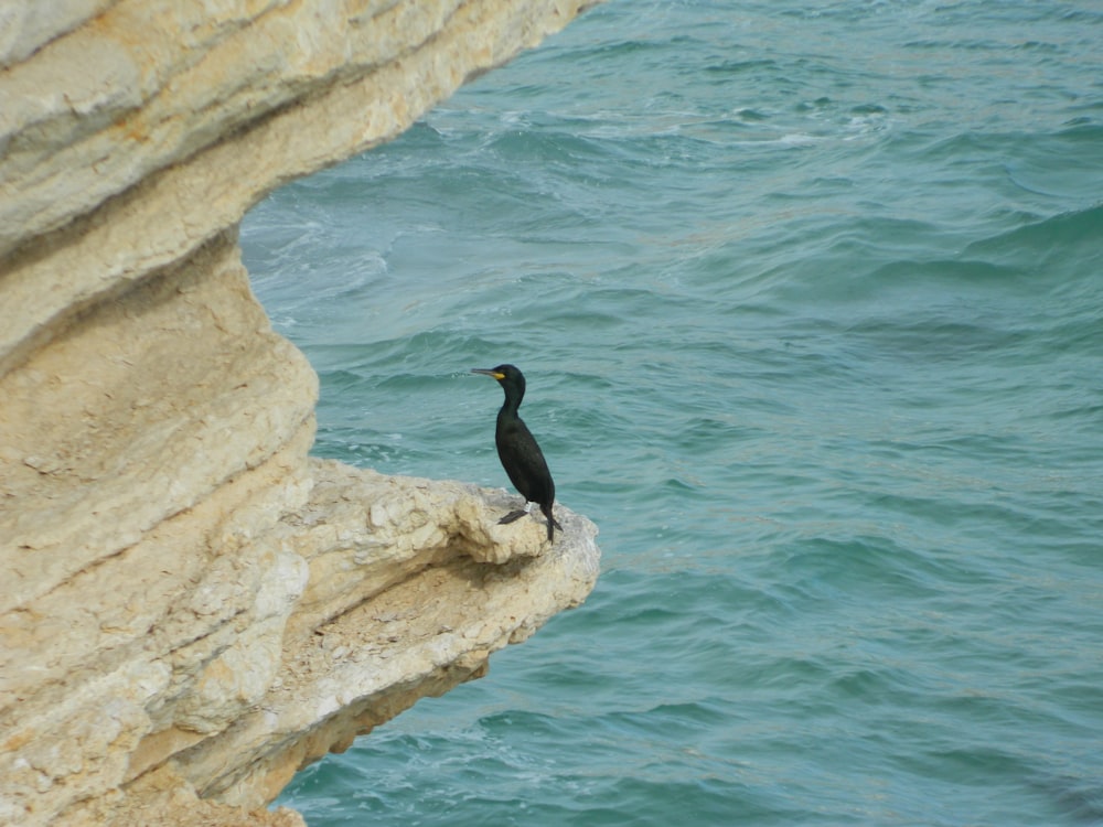 a bird on a ledge above water