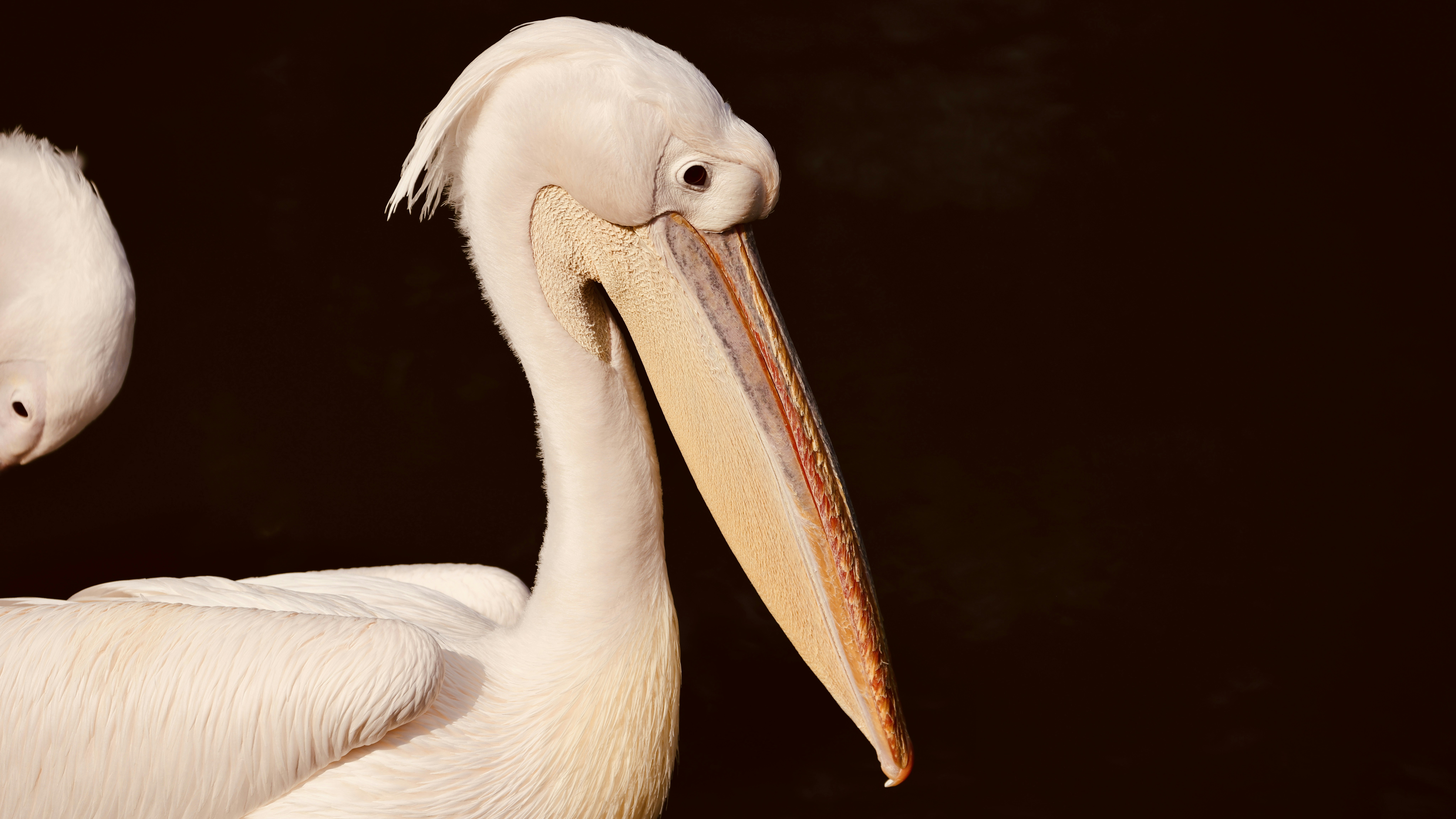 Photo by dickenslin76