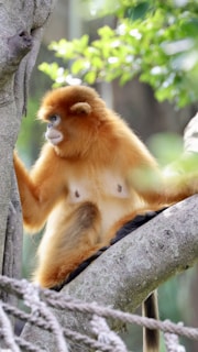 An artistic depiction of golden monkeys symbolizing freedom.