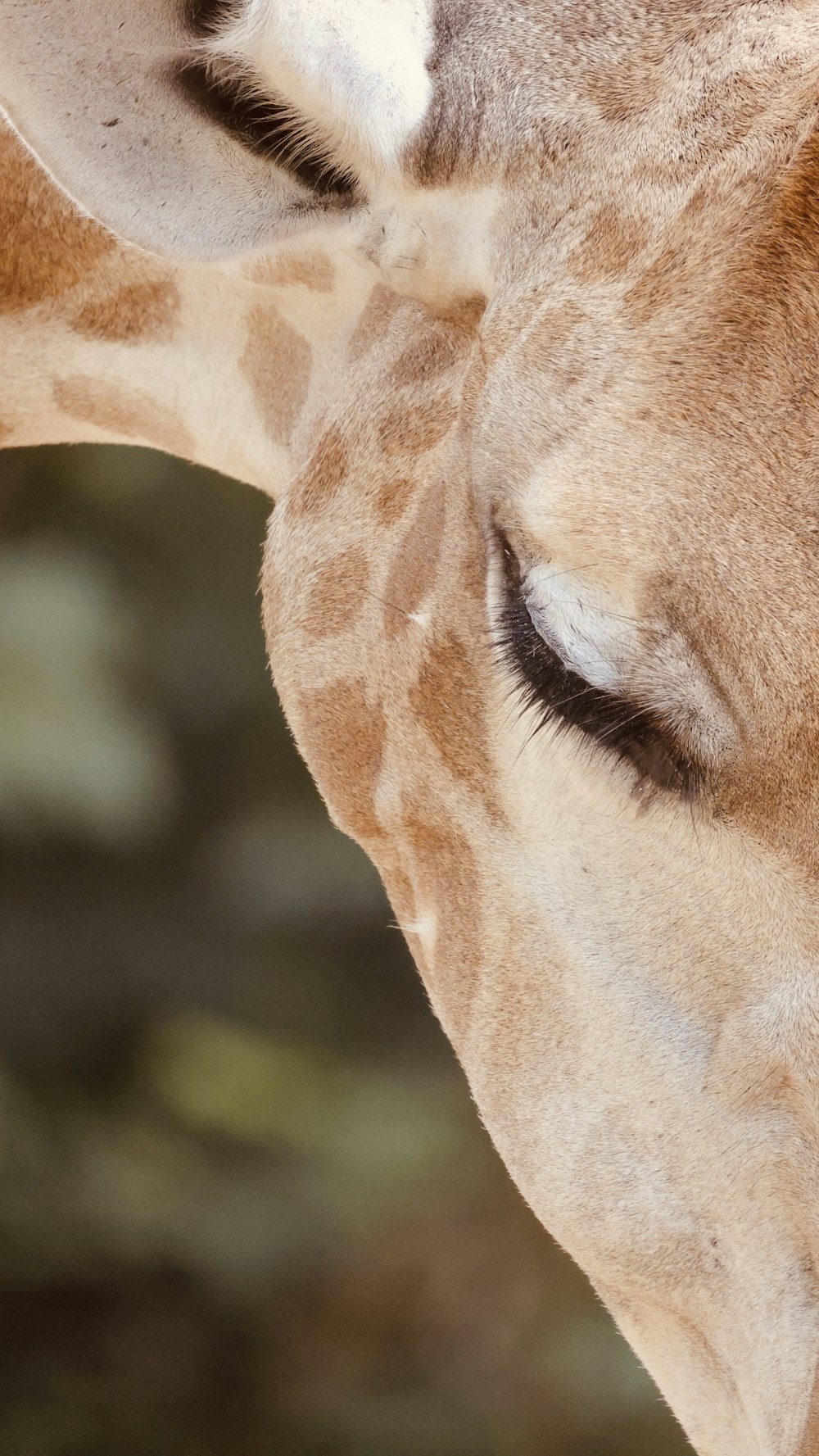 a close up of a giraffe's face