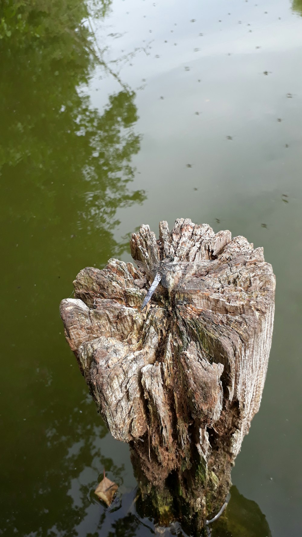 a tree stump in the water