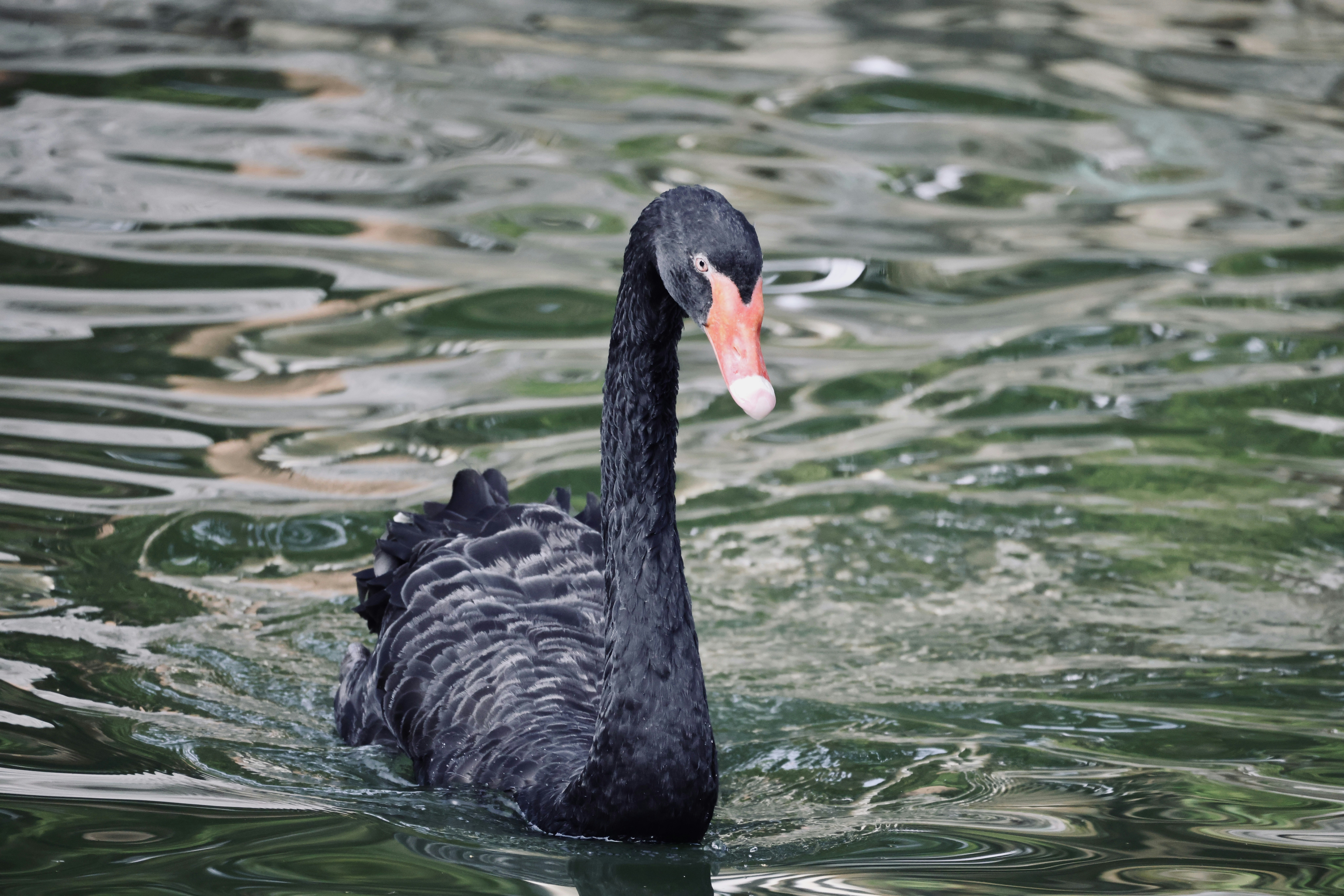 Photo by dickenslin76