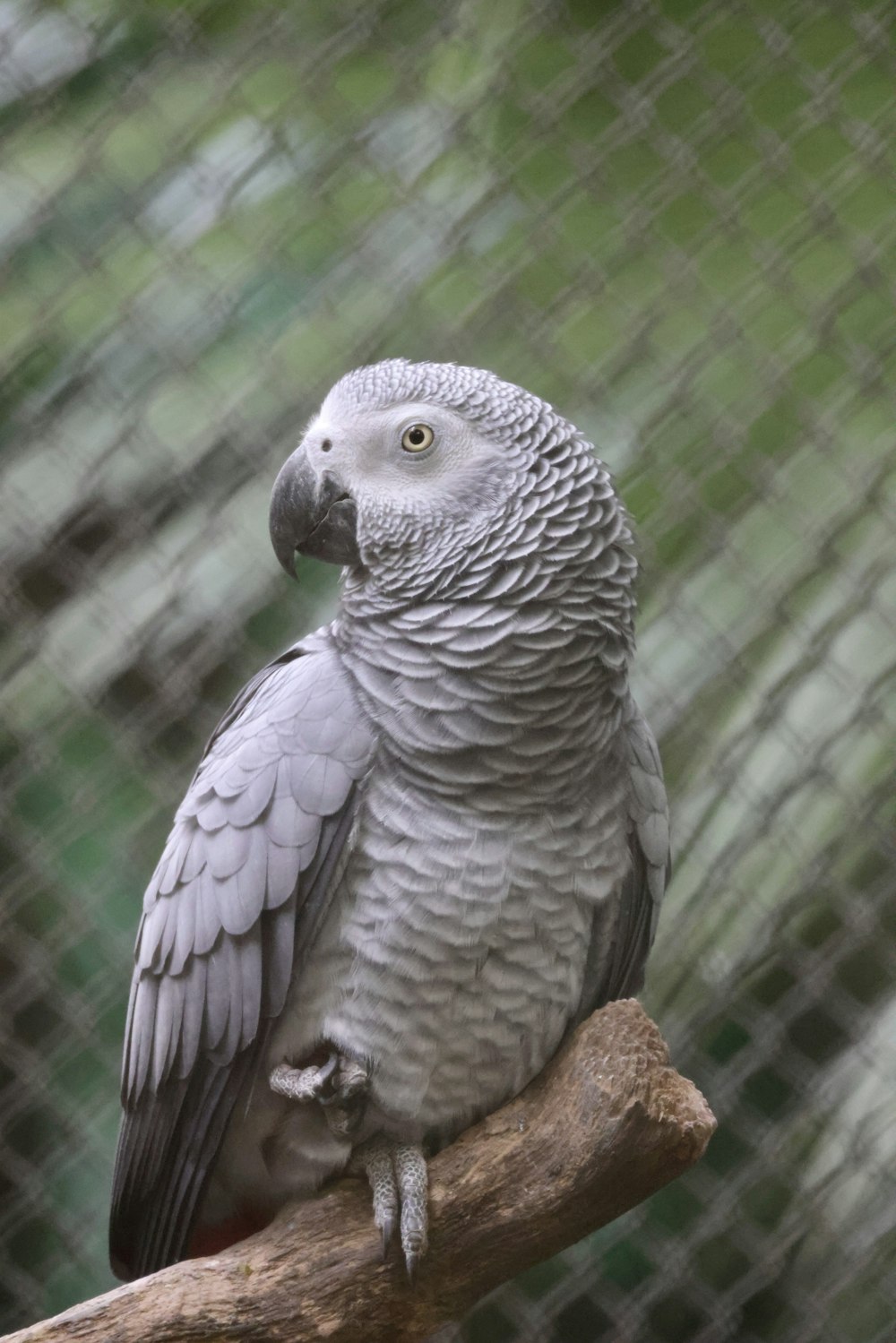 a bird sitting on a branch