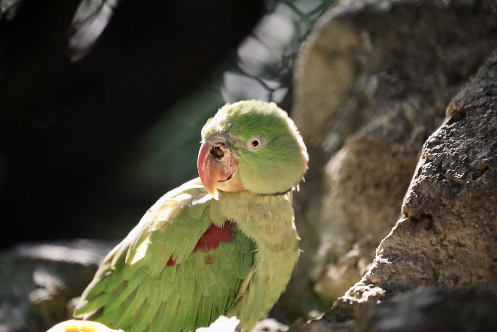 a green and yellow bird