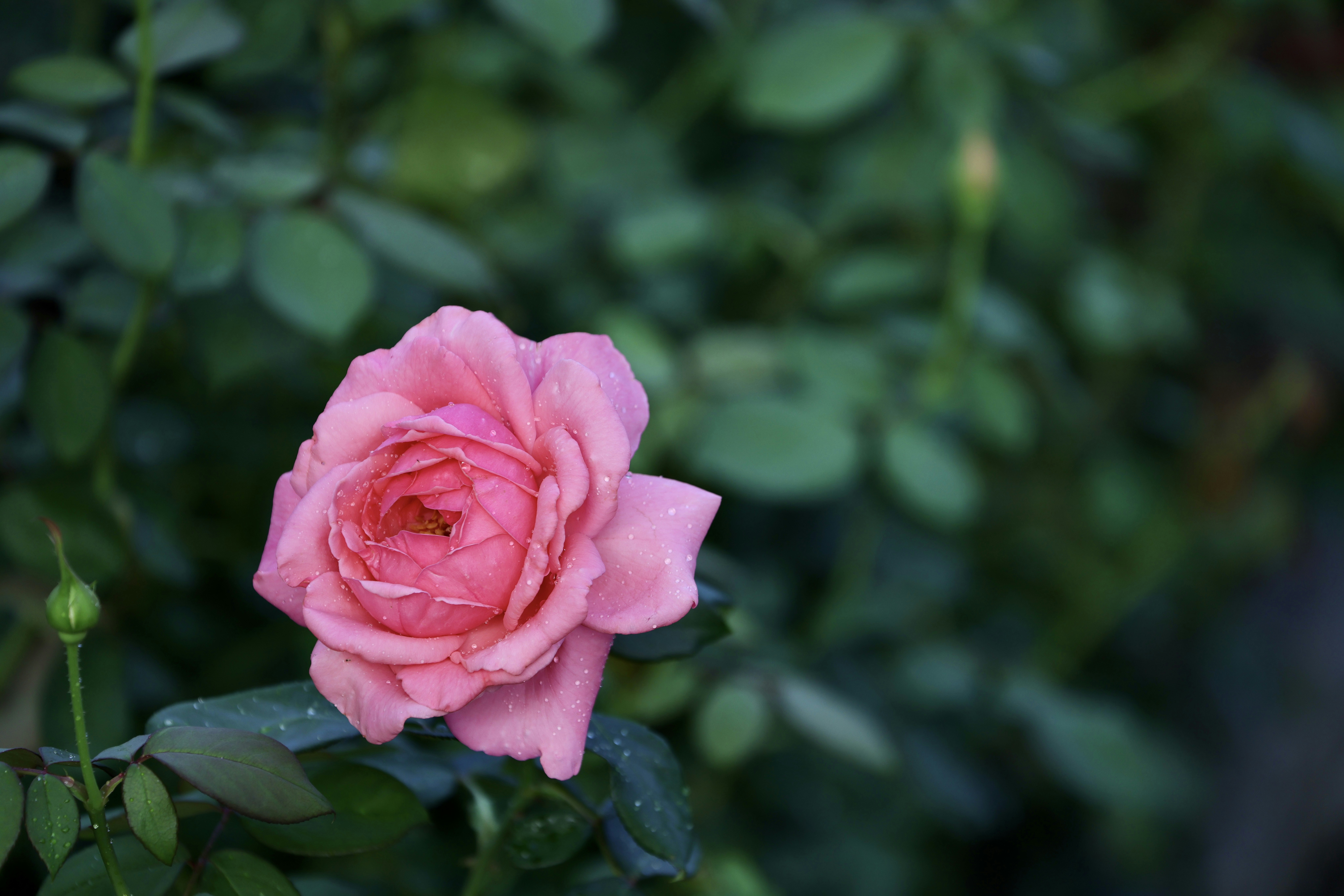 Photo by dickenslin76