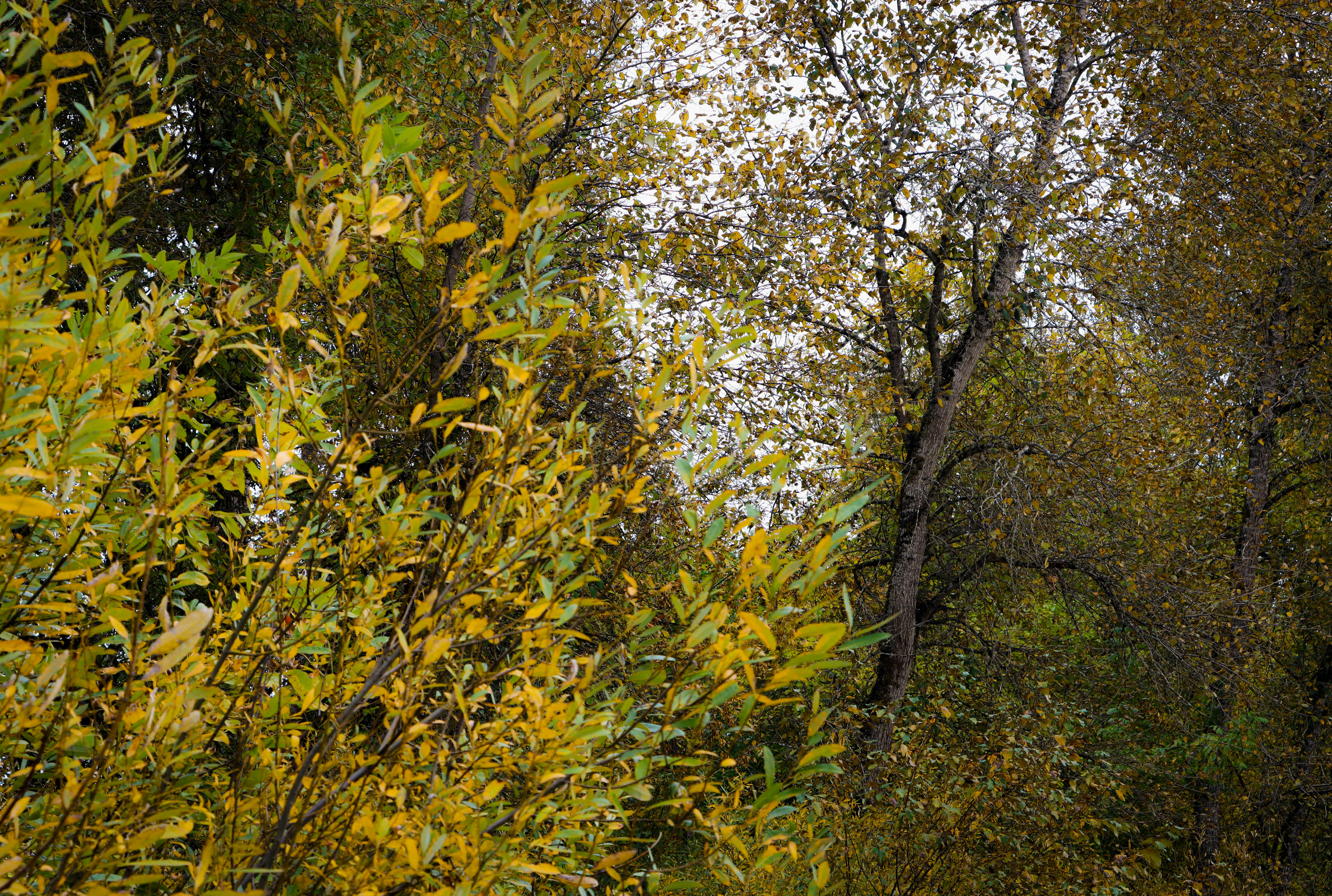 a group of trees with yellow leaves, 