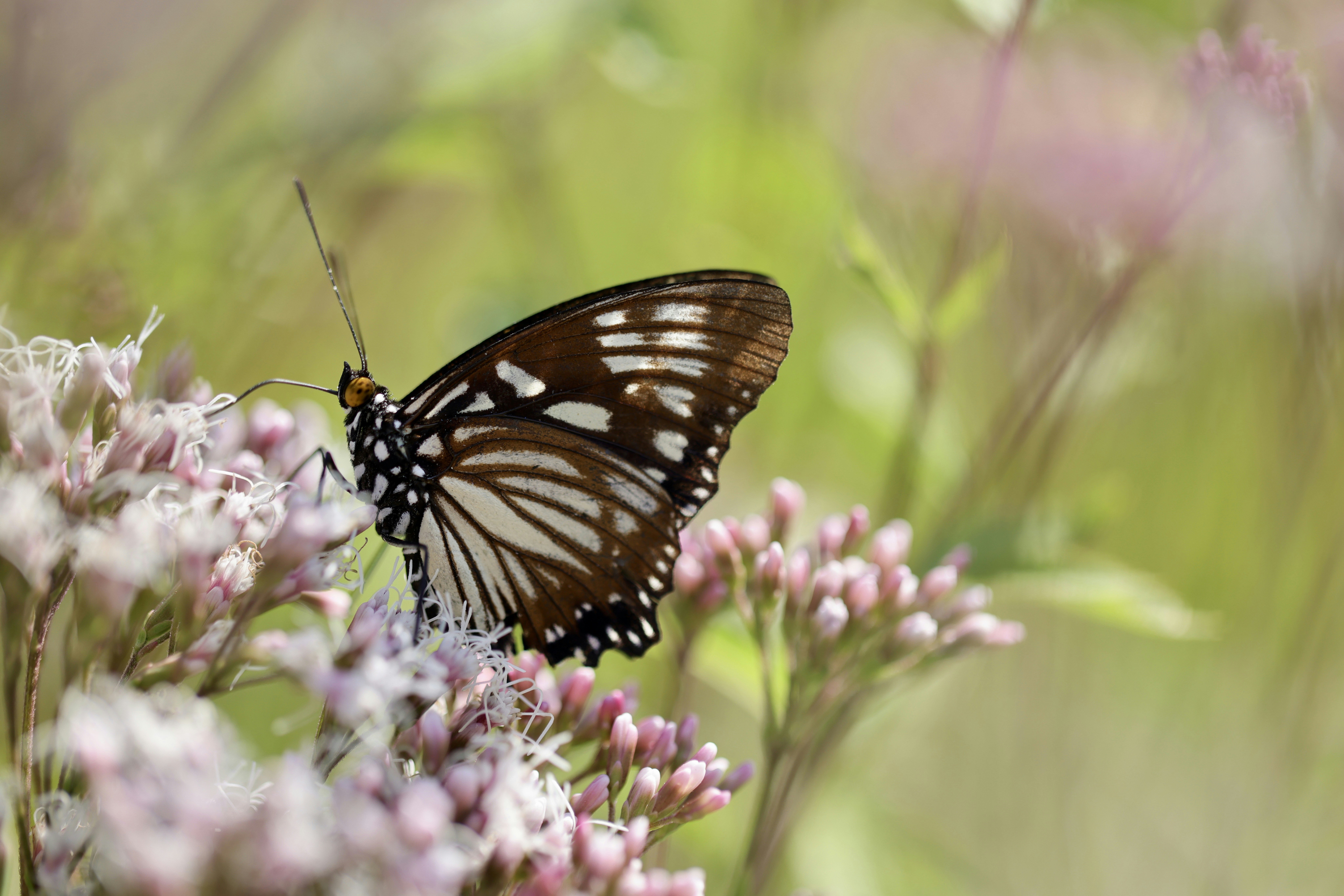 Photo by dickenslin76