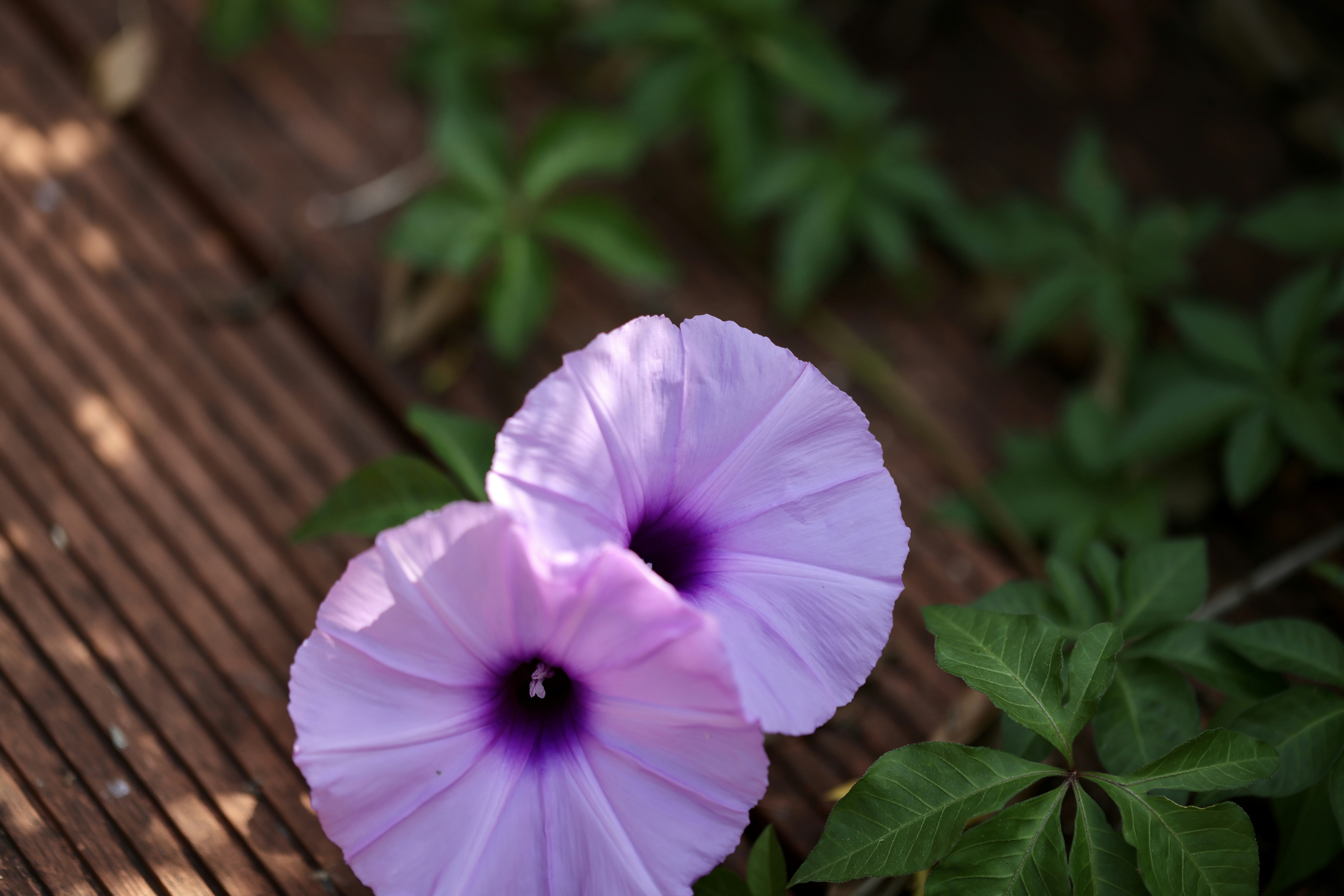 Photo by dickenslin76