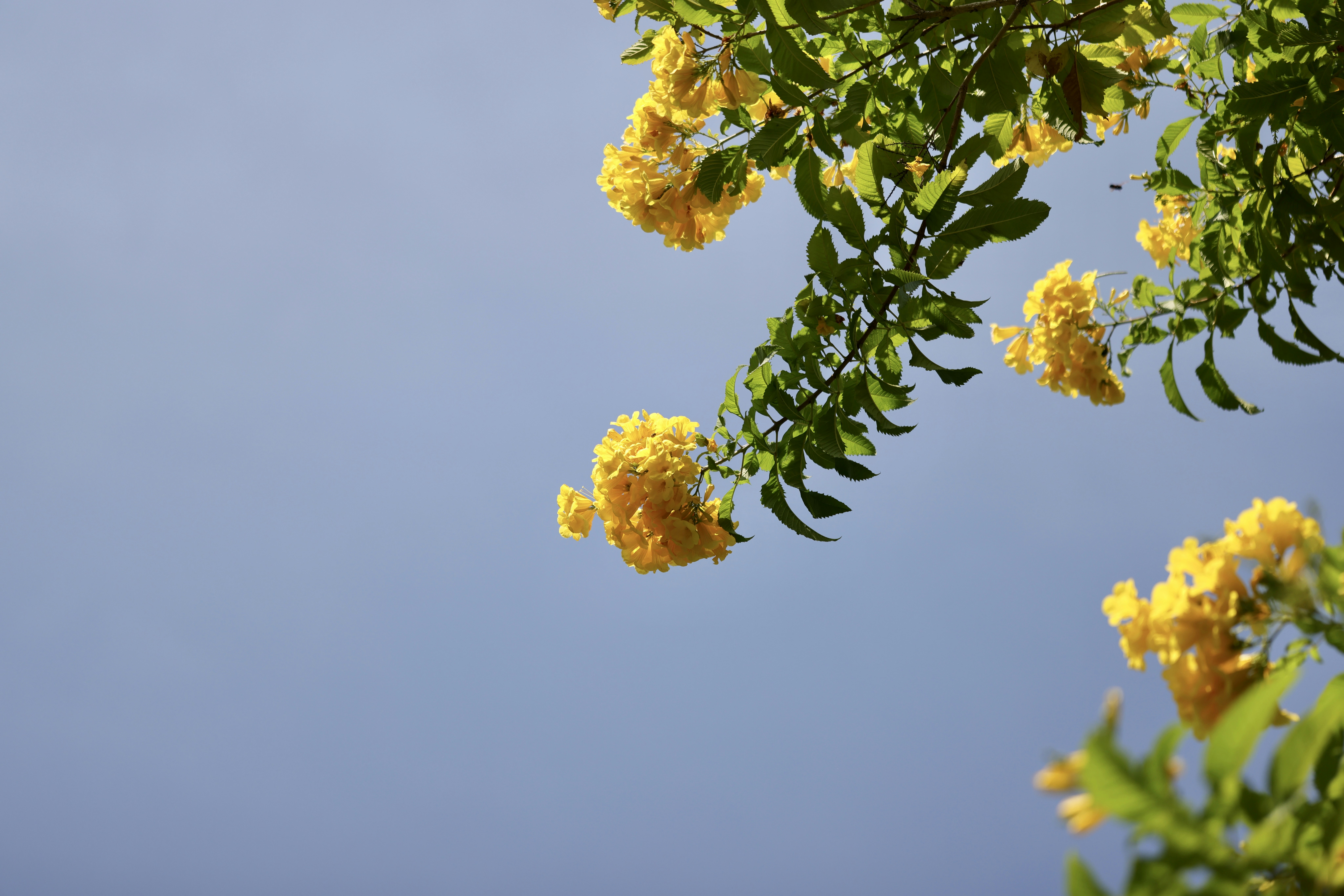 Photo by dickenslin76