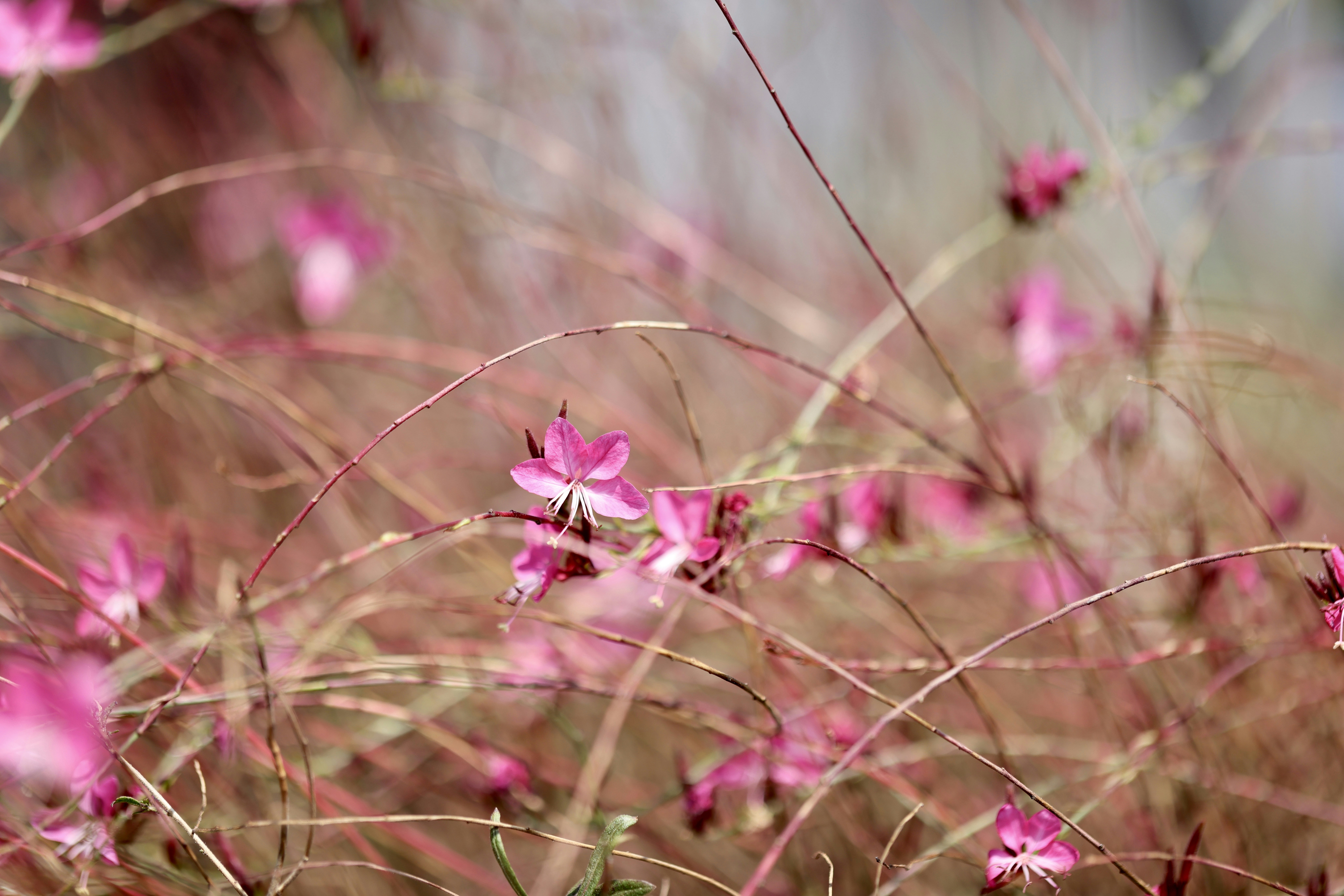 Photo by dickenslin76