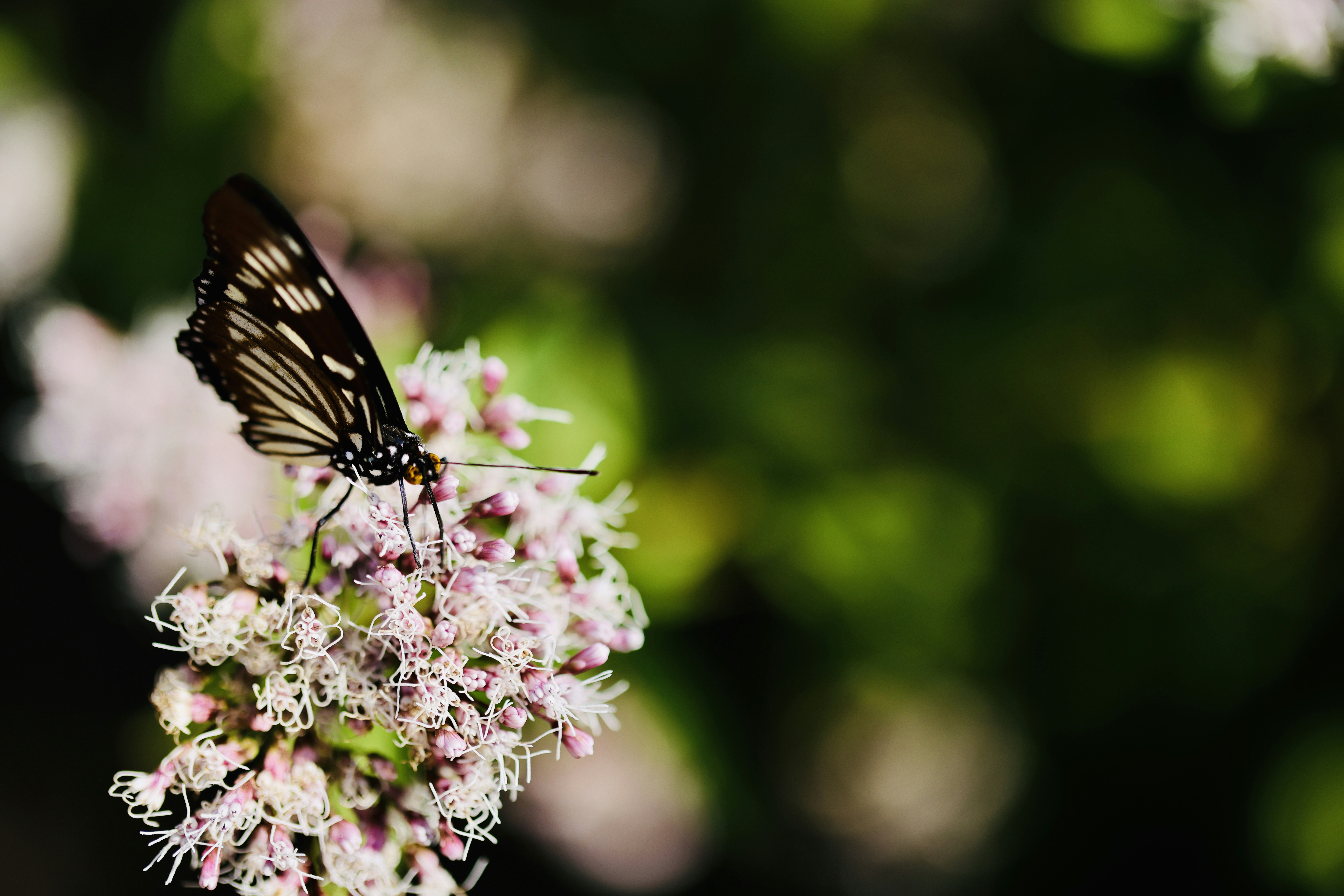 Photo by dickenslin76