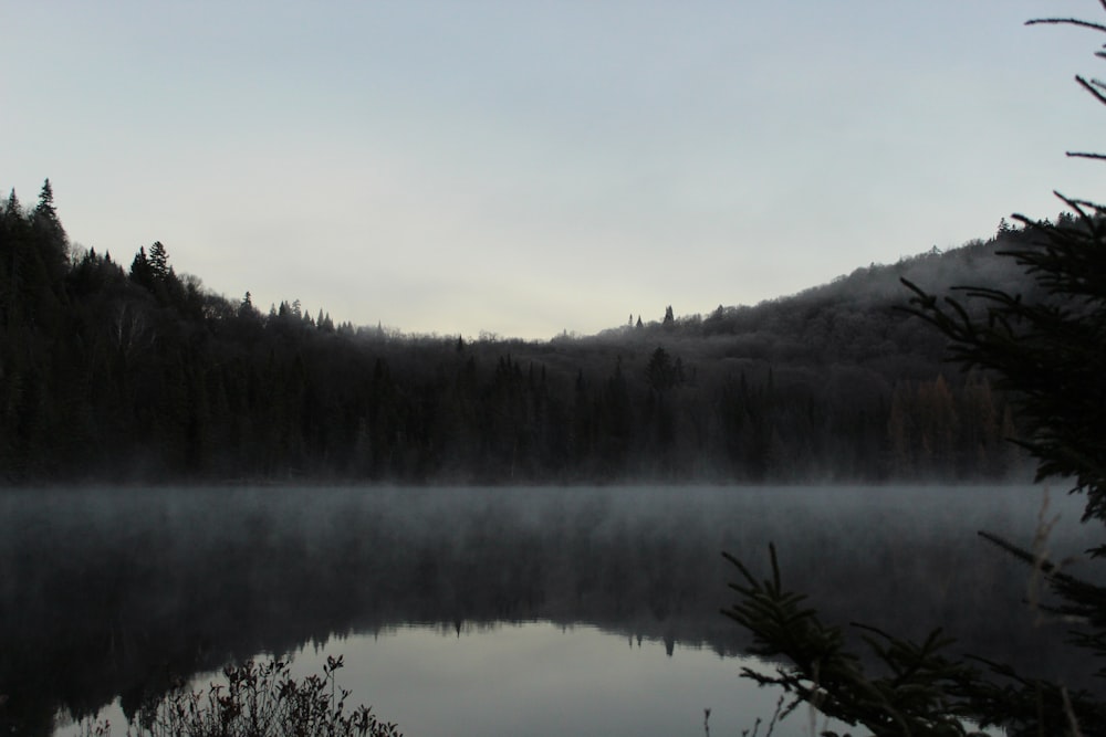 a lake surrounded by trees