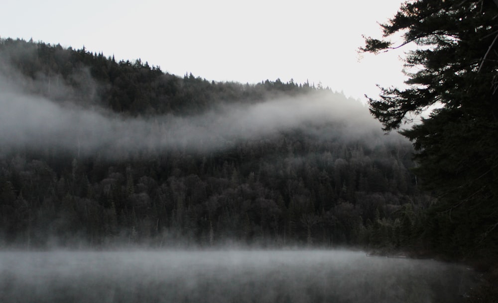 a foggy forest with trees